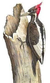 Woodpecker