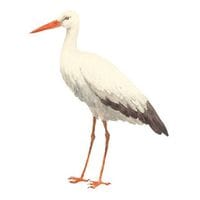 Stork