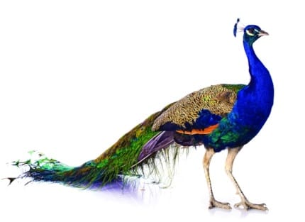 Peacock