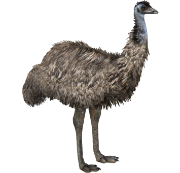 Emu