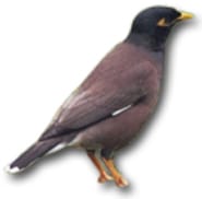 Myna
