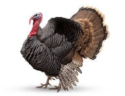 Turkey