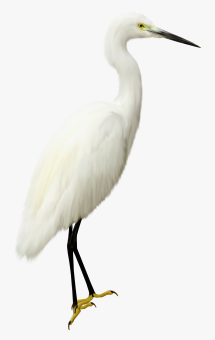 Heron