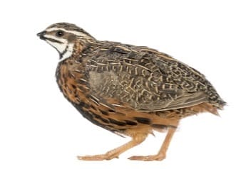 Quail
