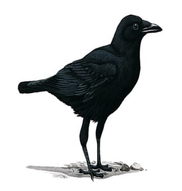 Crow