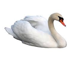 Swan