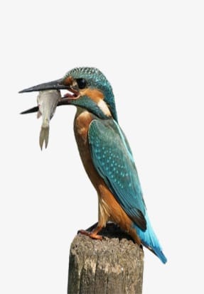 Kingfisher
