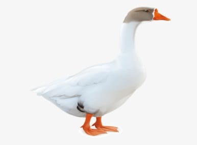 Goose
