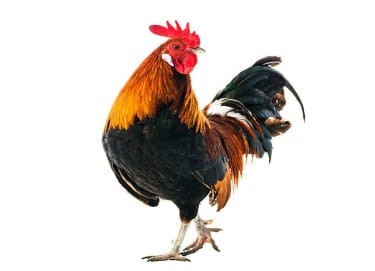 Rooster