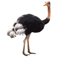 Cassowary