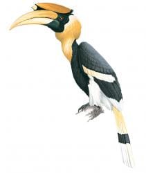 Hornbill