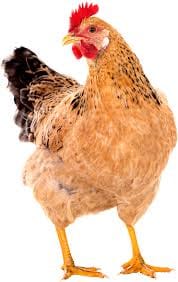 Hen