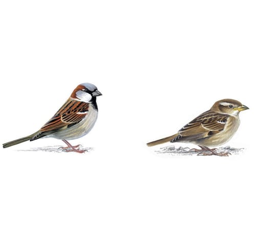 Sparrow
