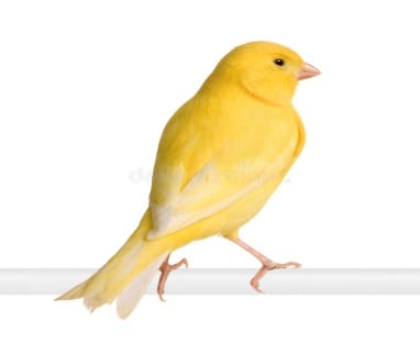 Canary