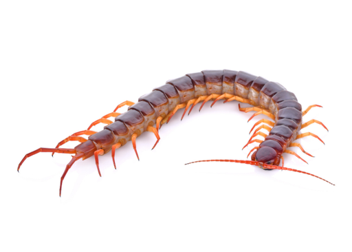 Centipede