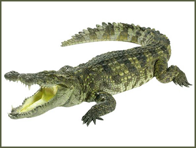 Crocodile