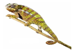 Chameleon