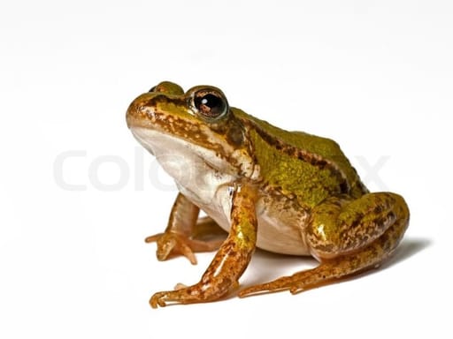 Frog
