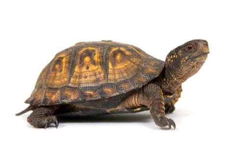 Tortoise