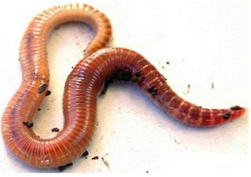 Earthworm