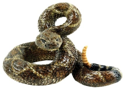Snake