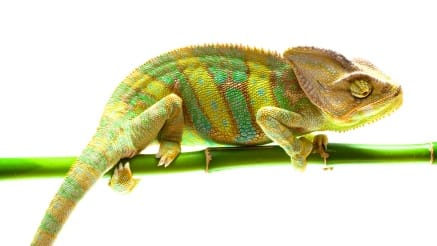 Garden lizard