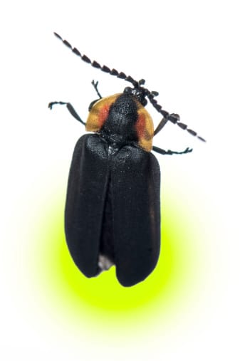 Firefly