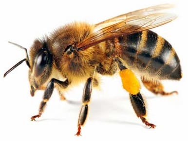 Bee