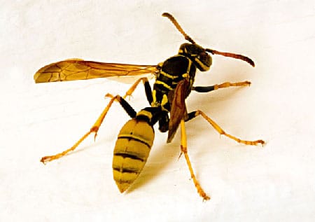 Wasp