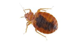 Bedbug