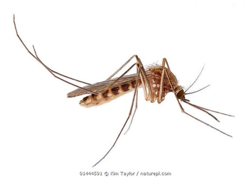 Mosquito