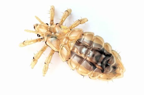 Louse