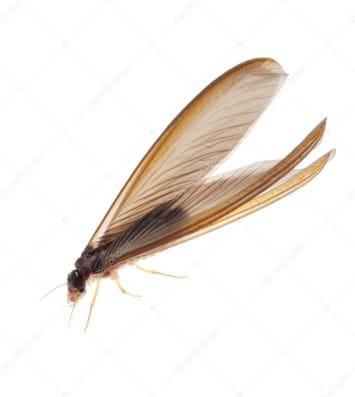 Flying ant
