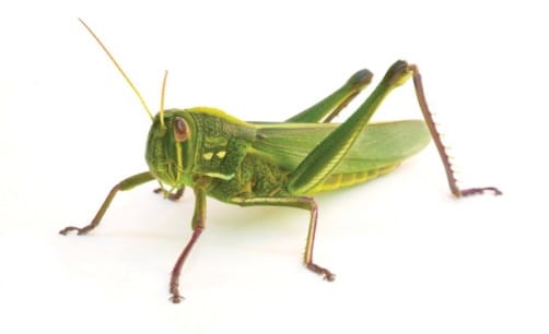 Grasshopper