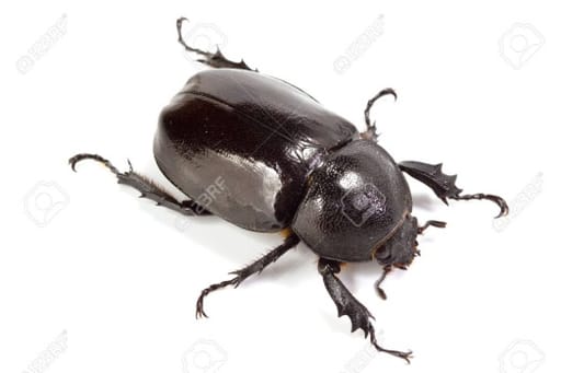 Beetle