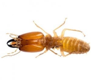 Termite
