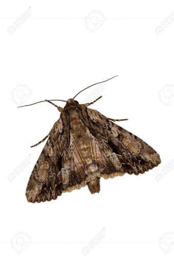 Moth