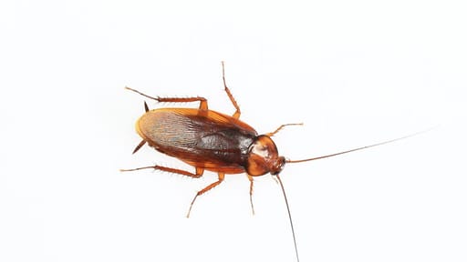 Cockroach