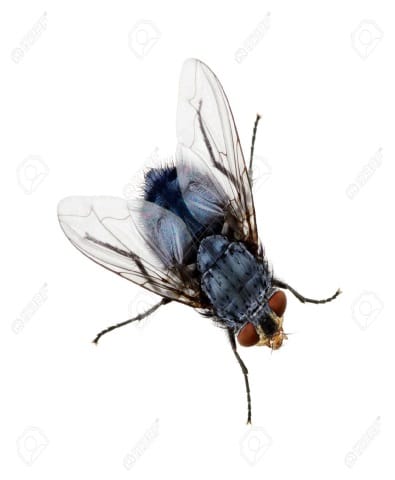 Fly